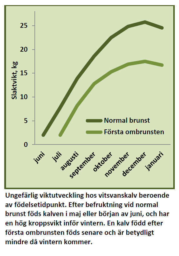 En kalv född vid normal tid vanligtvis väger drygt 25 kilogram slaktad. En kalv född som ett resultat av första ombrunsten kan väga under 20 kilogram före sin första vinter.