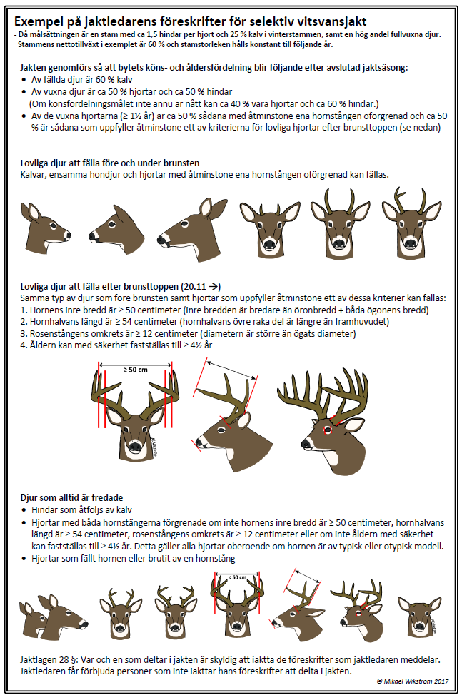Exempel för selektiv jakt. Målsättningen är en stam med 1,5 hindar per hjort och 25% kalv i vinterstammen samt en hög andel fullvuxna djur. Stamstorleken hålls konstant. Av fällda djur är 60% kalv. Av vuxna djur är 50% hjortar och 50% hindar om könsfördelningsmålet är nått. Av de vuxna hjortarna är 50% unga hjortar med små horn och 50% lovliga fullvuxna hjortar. Lovliga fullvuxna hjortar är fällda bara efter brunsttoppen.