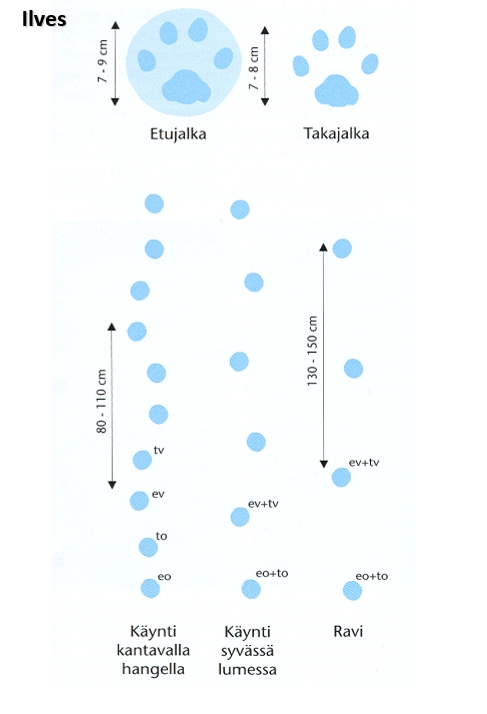 Ilveksen etujalan jälki on 7-9 cm pitkä, takajalan jälki 7-8 cm pitkä. Kulkutyylit käynti ja ravi.