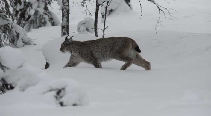 Ilves kävelee lumisessa metsämaisemassa.