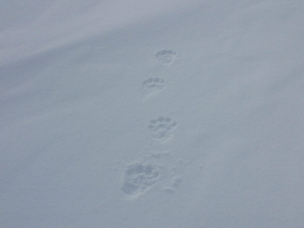 Ahman selvät jäljet kovalla hangella.