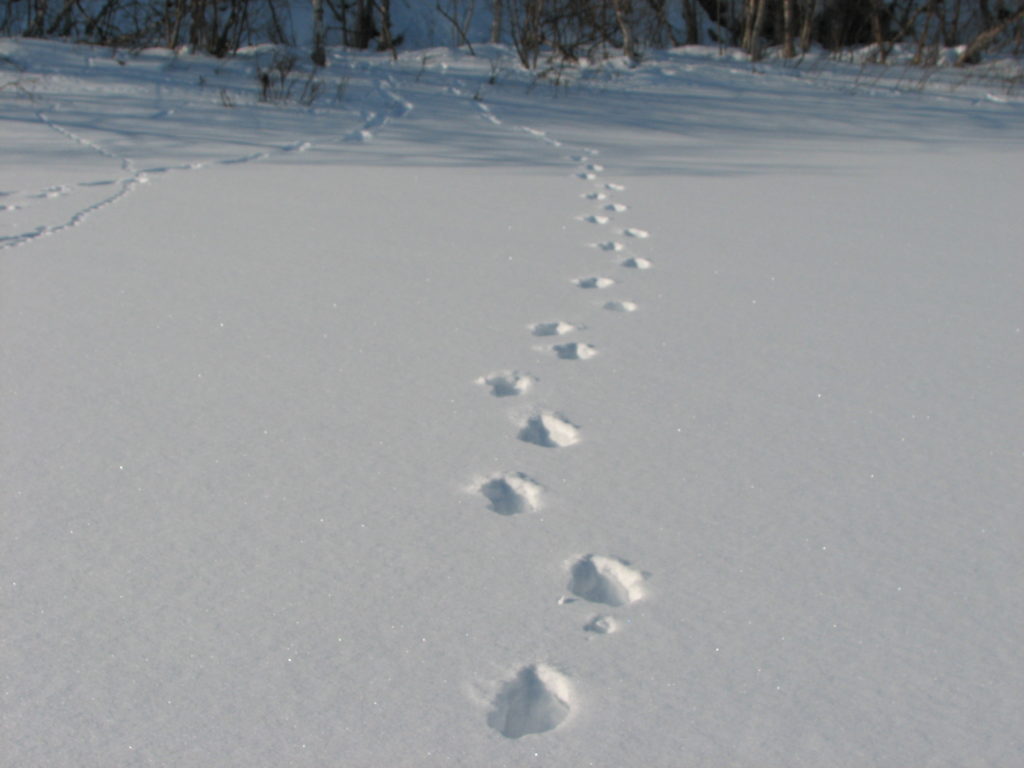 Jälkiura upottavassa lumessa.