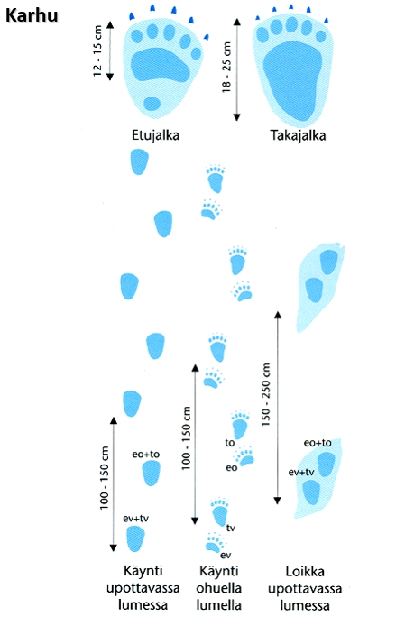 Karhun Etujalan jälki on 12-15 cm pitkä, takajalan jälki 18-25 cm pitkä. Kulkutyyleinä käynti ja loikka.