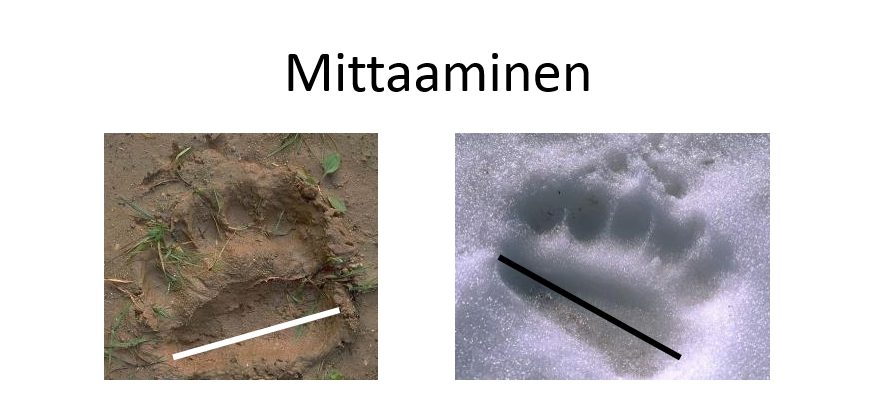 Karhun jäljet mitataan takimmaisen polkuanturan ulkoreunoista.