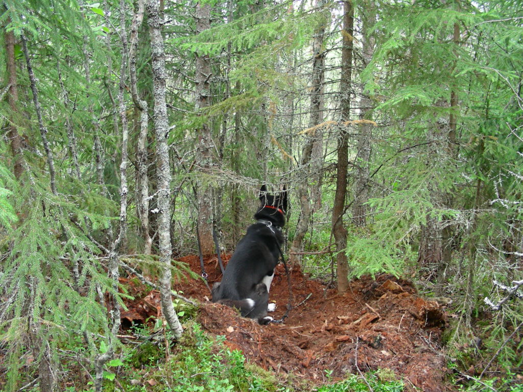 Metsästyskoira istuu karhun päivämakuupaikalla.