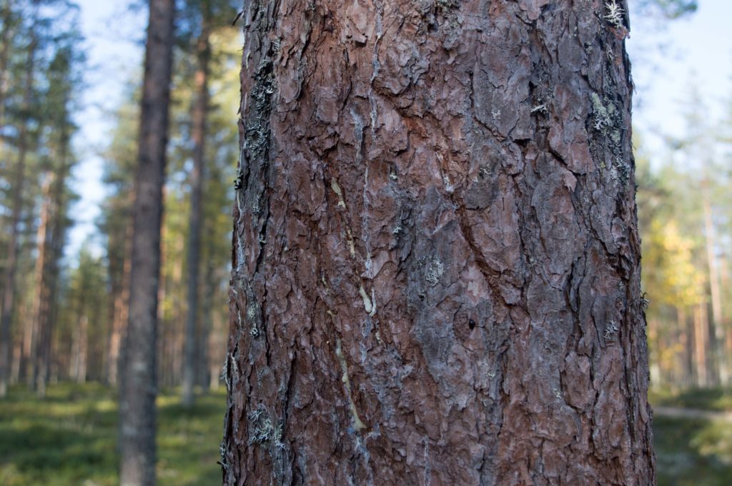 Männyn rungossa näkyy kynnenjälkiä.