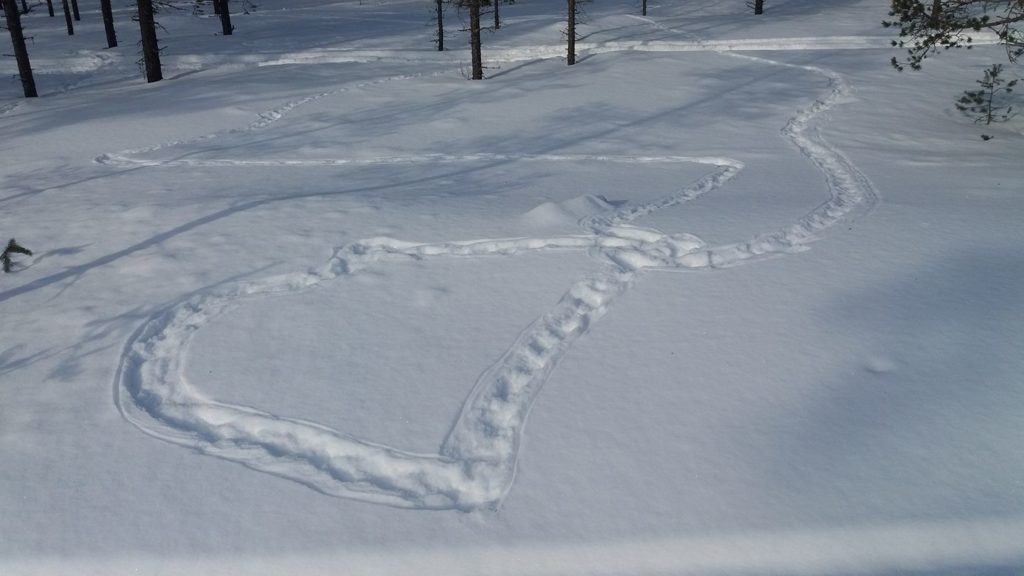 Metsokukko on vetänyt siipiään keväthangella.