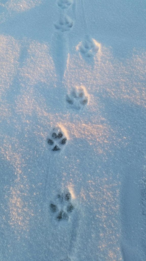 Selväpiireinen jälkijono lumessa.