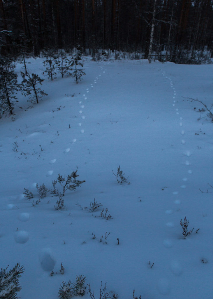 Ilveksen ja ketunjälkijonot näyttävät melko samanlaisilta.