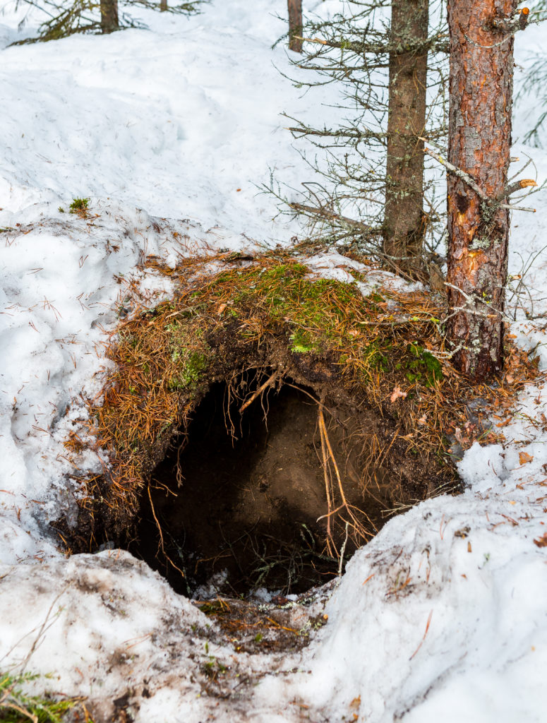 Talvipesän suuaukko penkassa.