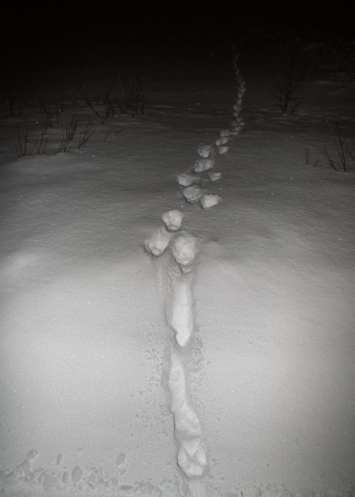 Jälkijono lumessa metsästä tien penkalle.