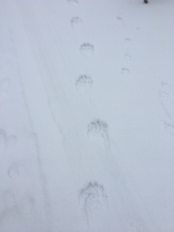Ahman ja pienempien eläinten jälkiä lumessa.