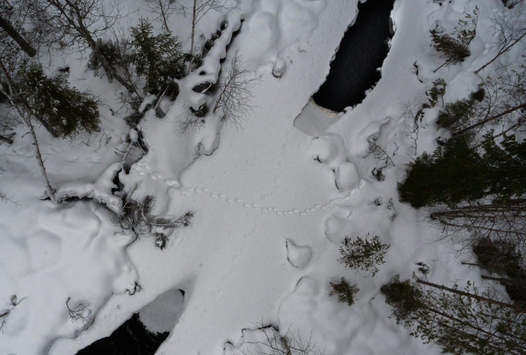 Ahmanjälkijono talvisessa joenylityksessä ylhäältä kuvattuna.