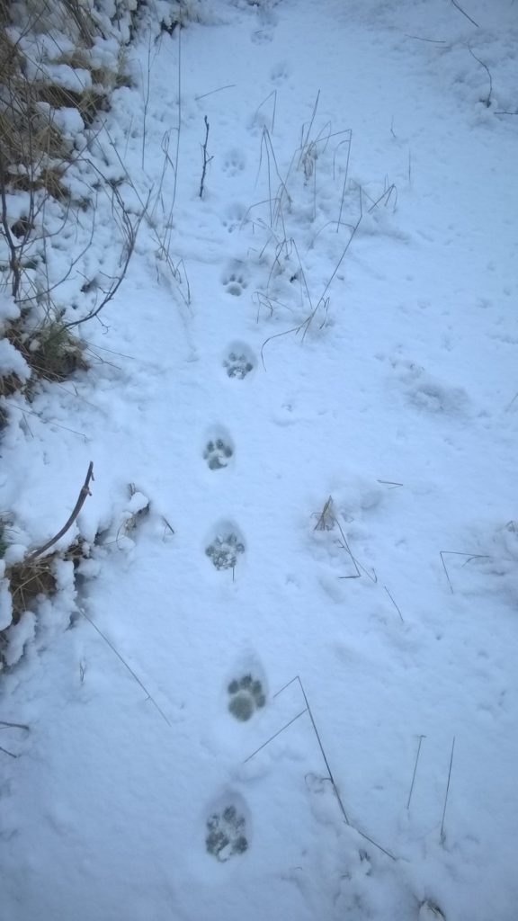 Ilveksen selväpiirteinen jälkijotos lumessa.