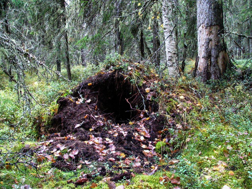 Talvipesän suuaukko muurahaispesässä.