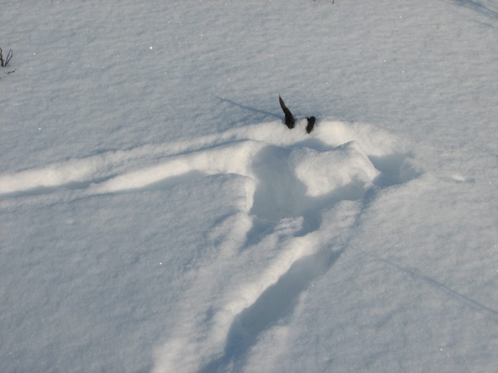 Jätös lumessa, ulostepötkö on toisesta päästään suippeneva..