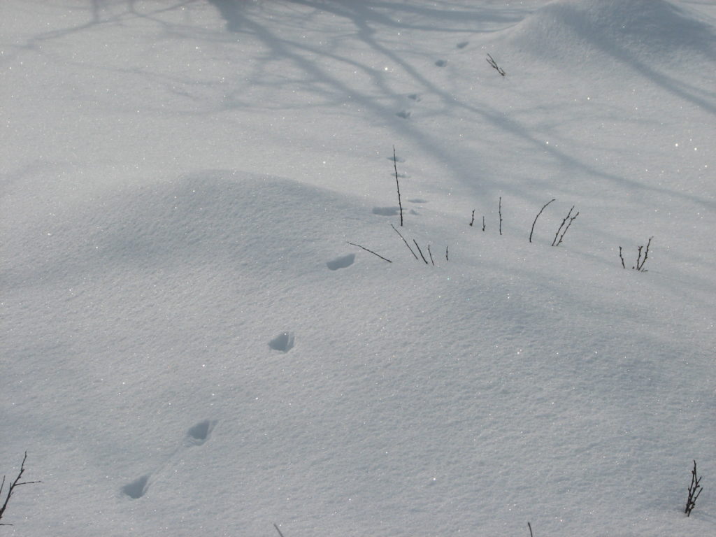 Pariloikkajäljet.