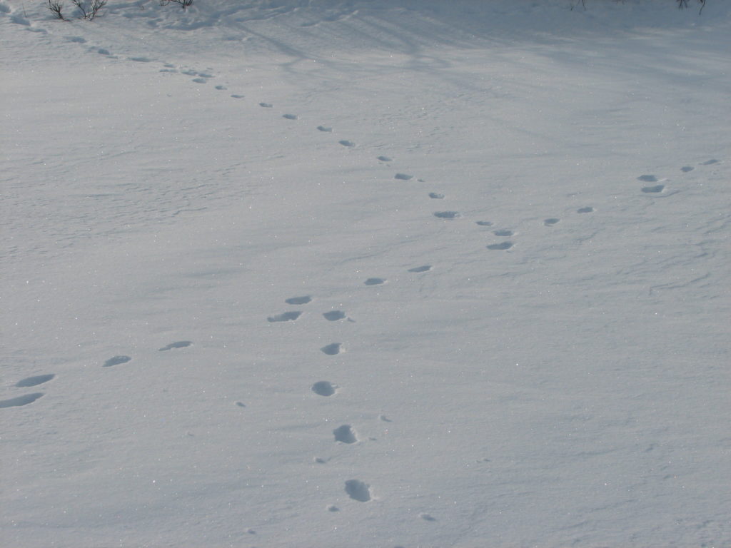 Ravijälki risteää jäniksen jälkijonon kanssa.