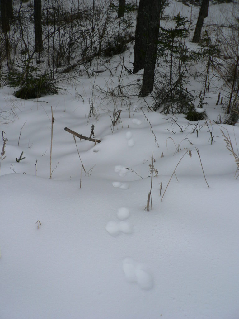 Pari- ja kolmijälkiä.