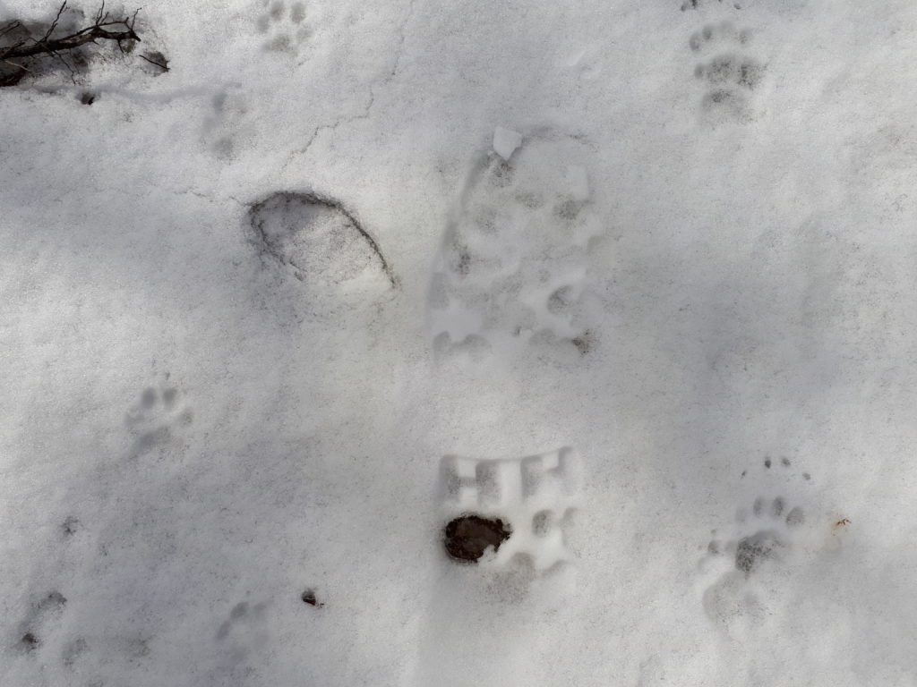 Supikoiran- ja mäyränjäljet lumella, mäyrän jäljessä pitkät kynnet erottuvat selvästi..