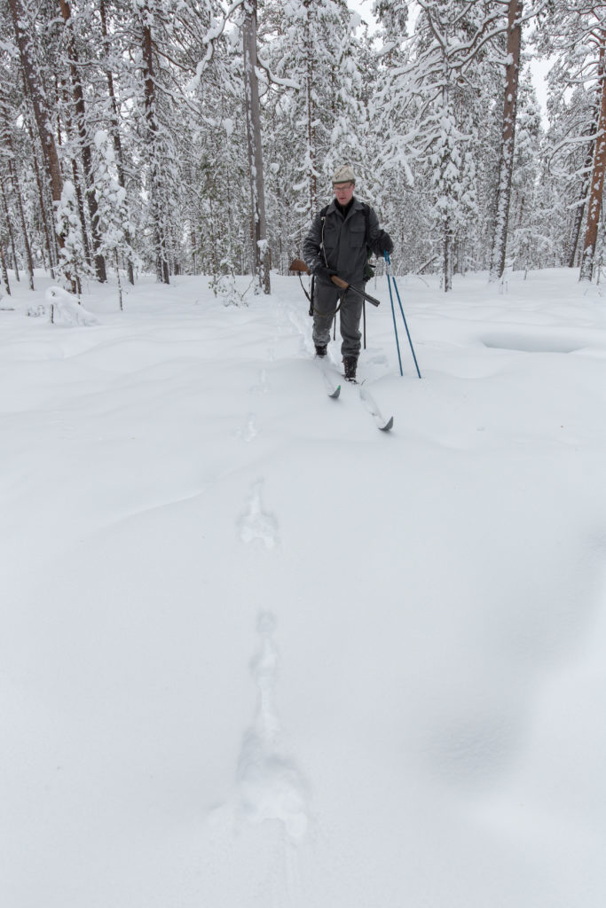 Jägaren åker skidor i skogen.