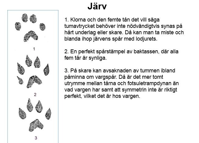 Klorna och den femte tån inte nödvändigt syns på hårt underlag. Då kan man ta miste och blanda ihop järvers spår med lodjurets eller vargens.