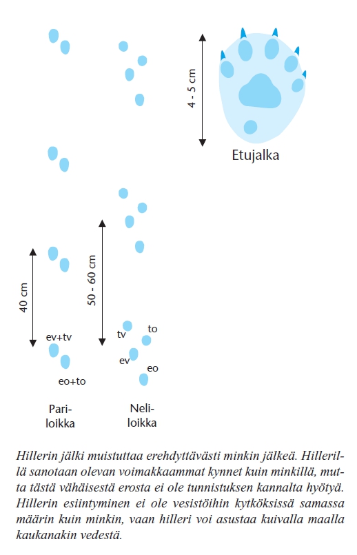 Hillerin etujalan jälki on 4-5 cm pitkä. Hillerin jälki muistuttaa erehdyttävästi minkin jälkeä. Hillerin esiintyminen ei ole kytköksissä vesistöihin samalla tavalla kuin minkin, hilleri voi asustaa kuivalla maalla kaukanakin vesistöstä.