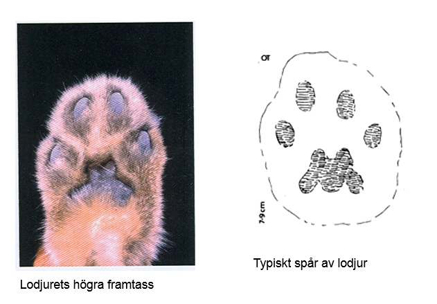 Tåtrampdynorna är små och de mittersta är asymmetriskt placerade i spåravtrycket.