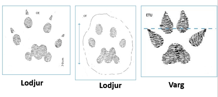 Lodjuret spretar ut sina tår för att få en större bäryta på dåligt bärande skare. Den kan också ibland pressa ut sina klor, varvid det i spårstämpeln även kan synas klomärken såsom alltid hos varg.