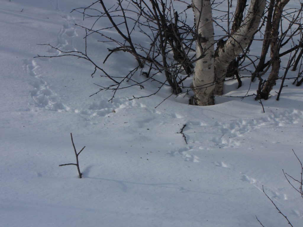 Syönnösjälkiä koivujen alla hangella.