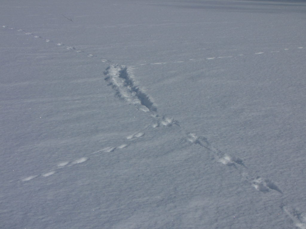 Erilaisia jälkiä.