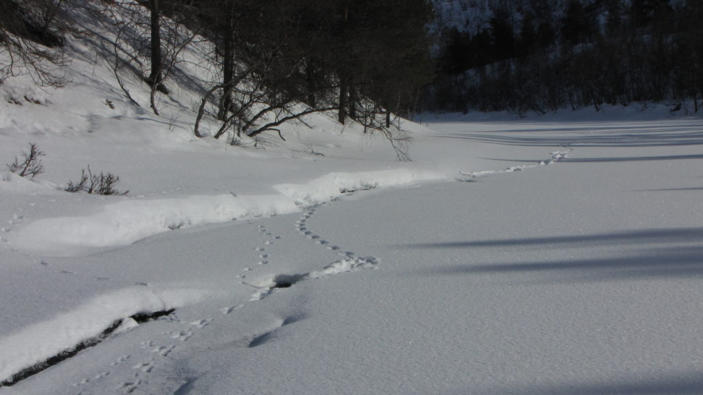 Jälkiä hangella sulan veden äärellä.