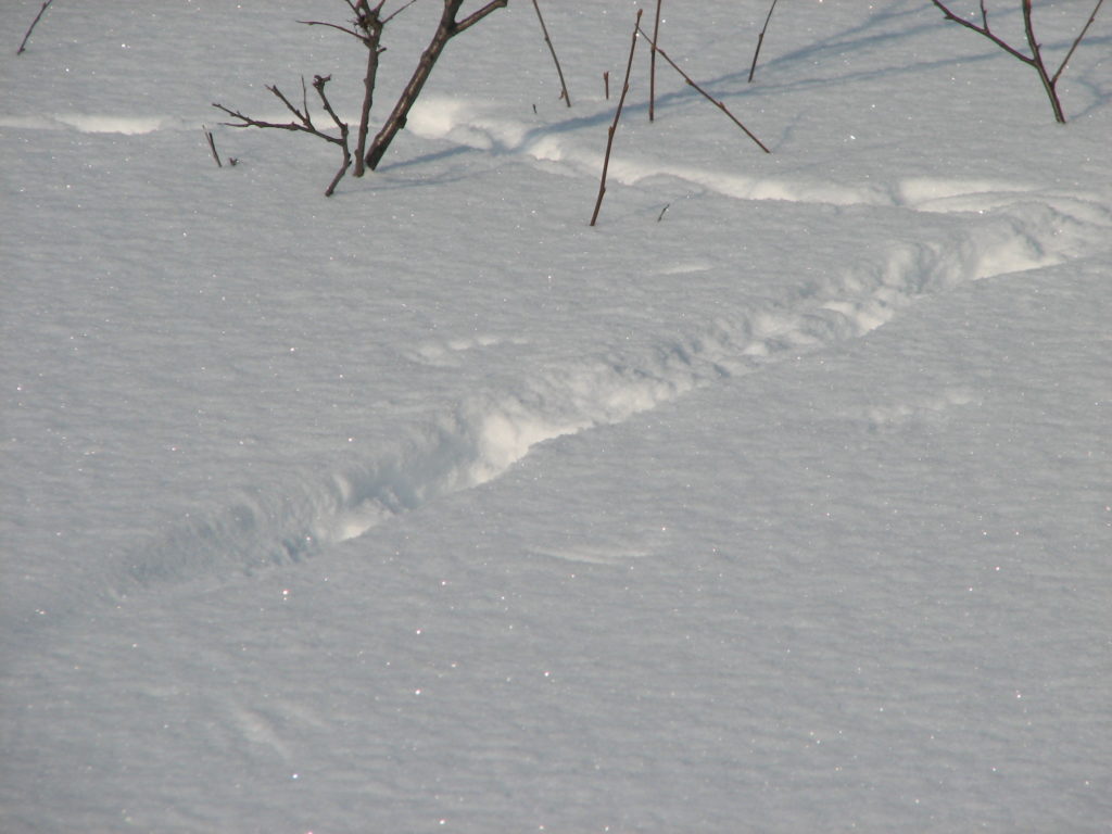 Jälkiä upottavassa lumessa.