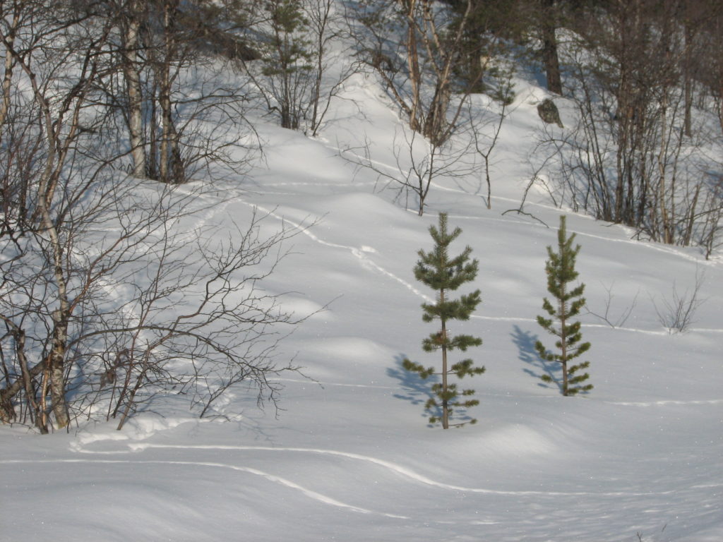 Linnunjälkiä lumisessa rinteessä.