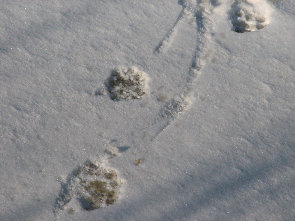 Jälkiä ohuessa lumessa.