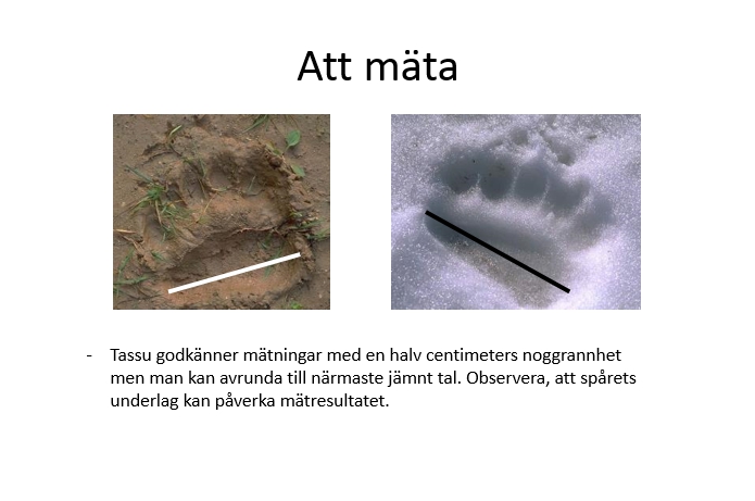 Björnspåren mätas från den yttre kanten av mellanfotsdynan. Tassu godkänner mätningar med en halv centimeters noggrannhet men man kan avrunda till närmaste jämnt tal.