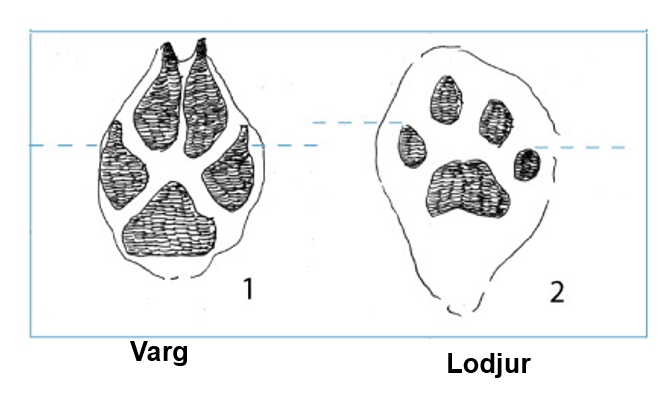 Vargens spårstämpel är mer symmetrisk än lodjurs.