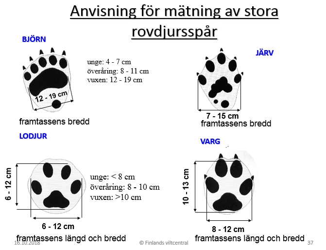 Anvisning för mätning av stora rovdjursspår. Björnens framtassens bredd mäts från den yttre kanten av mellanfotsdynan.