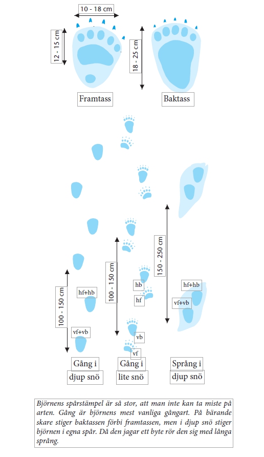 Björnens spårsstämpel är så stor, att man inte kan ta miste på arten. Gång är björnens mest vanliga gångart. På bärande skare stiger baktassen förbi framtassen.