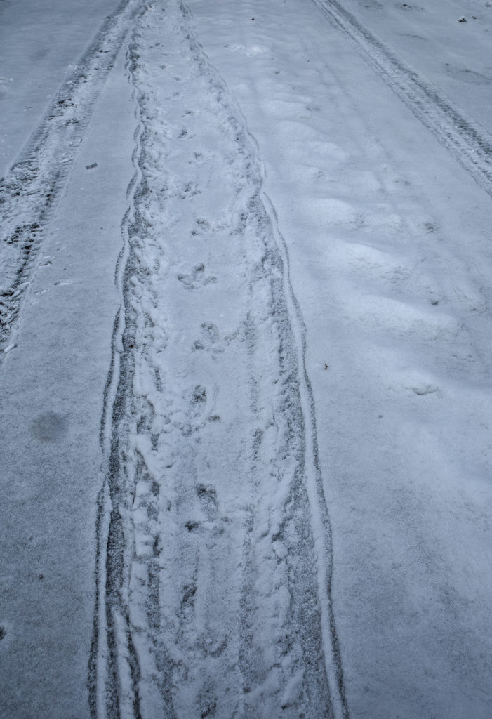 Metsokukko vetänyt siipiä.