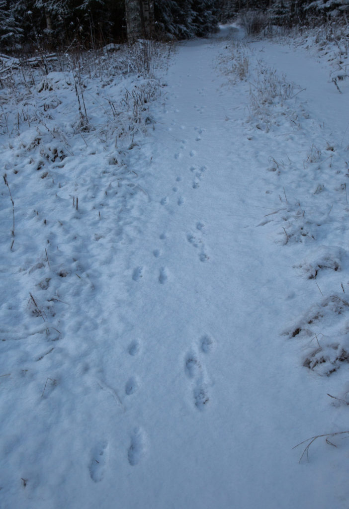 Loikkajälkiä polulla.