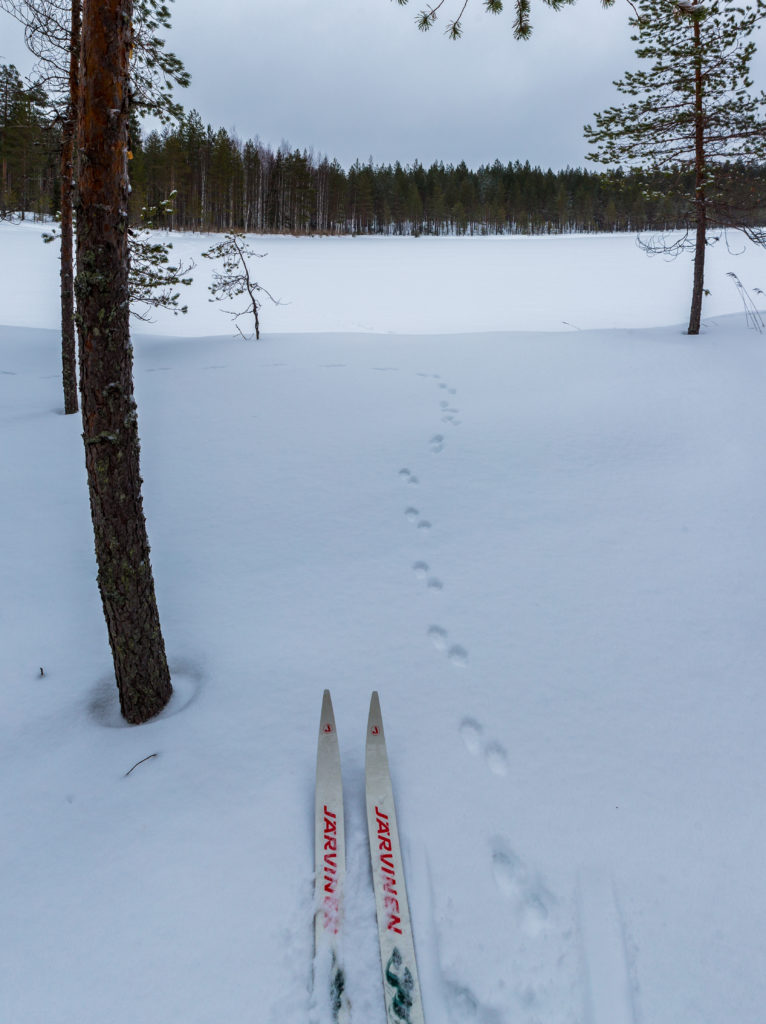 Parijäljet lumessa.