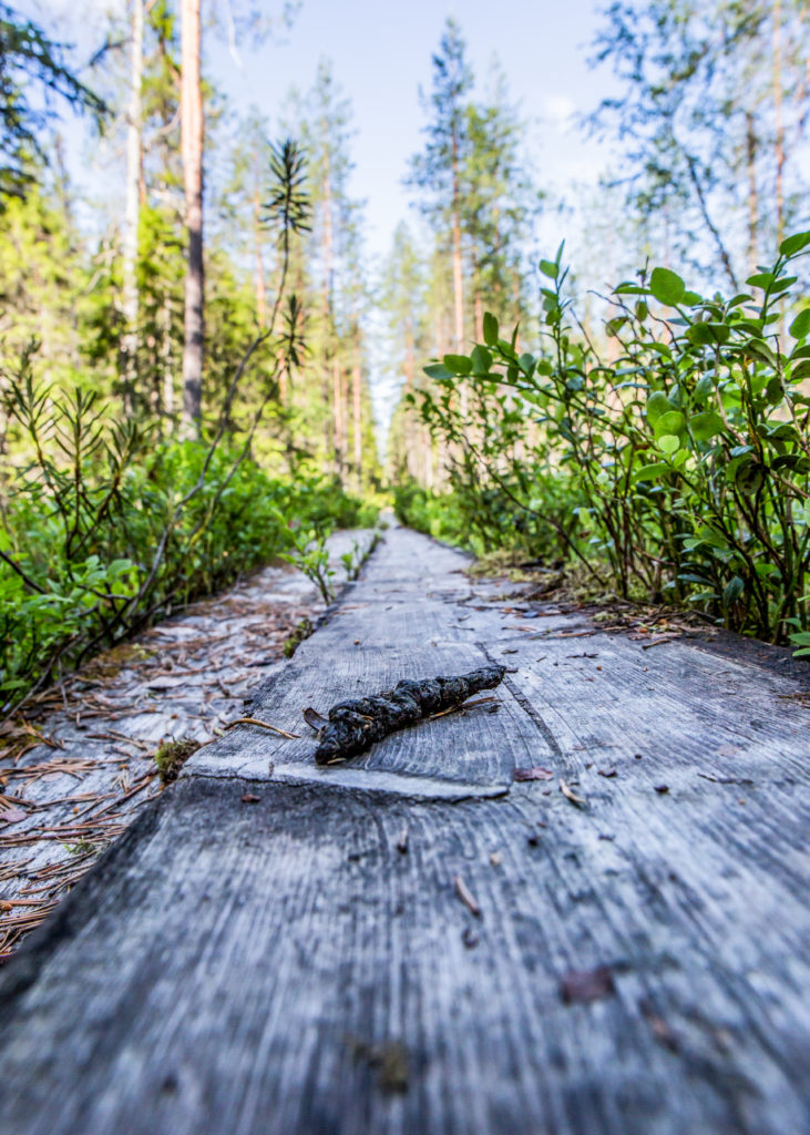 Ulostepötkä on tumma, toisesta päästään kapeneva.