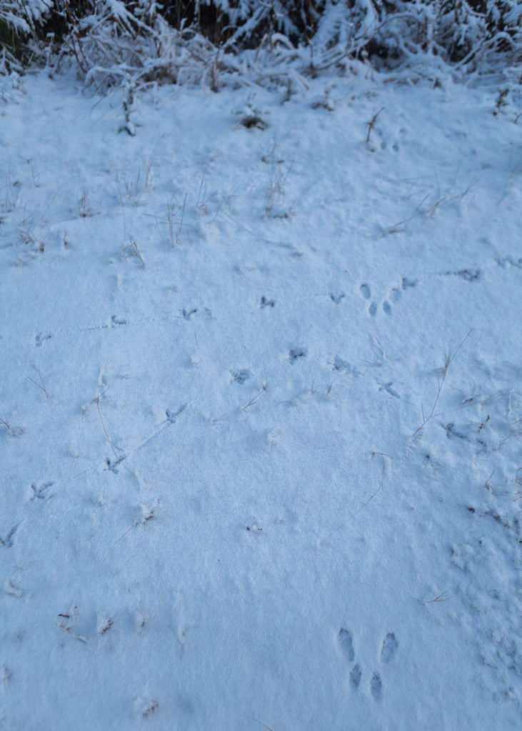 Pyyn ja oravan jäljet risteävät lumessa.