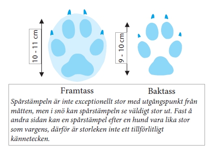 Längden på en fullvuxen vargtass är 10–11 cm. Baktassen är 9-10 cm. Spårstämpeln är inte exceptionellt stor, men i snö kan det se väldingt stor ut. Å andra sidan kan en spårstämpel efter en hund vara lika stor, därför är storleken inte ett tillförlitligt kännetecken.