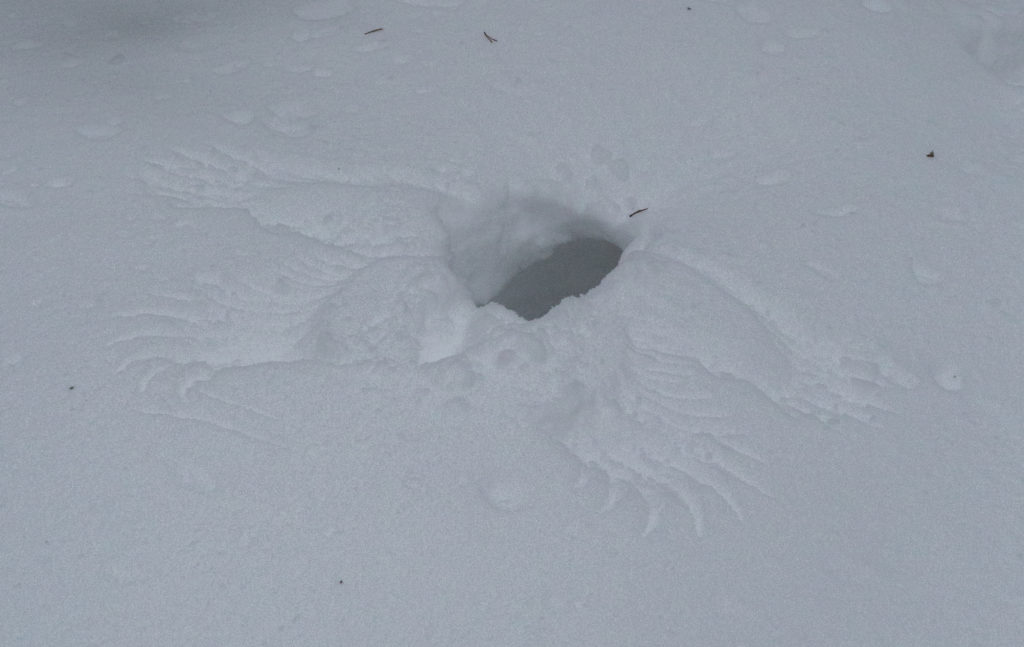 Kiepin suulla näkyy lumen pinnalla siipien ja pyrstön jäljet.