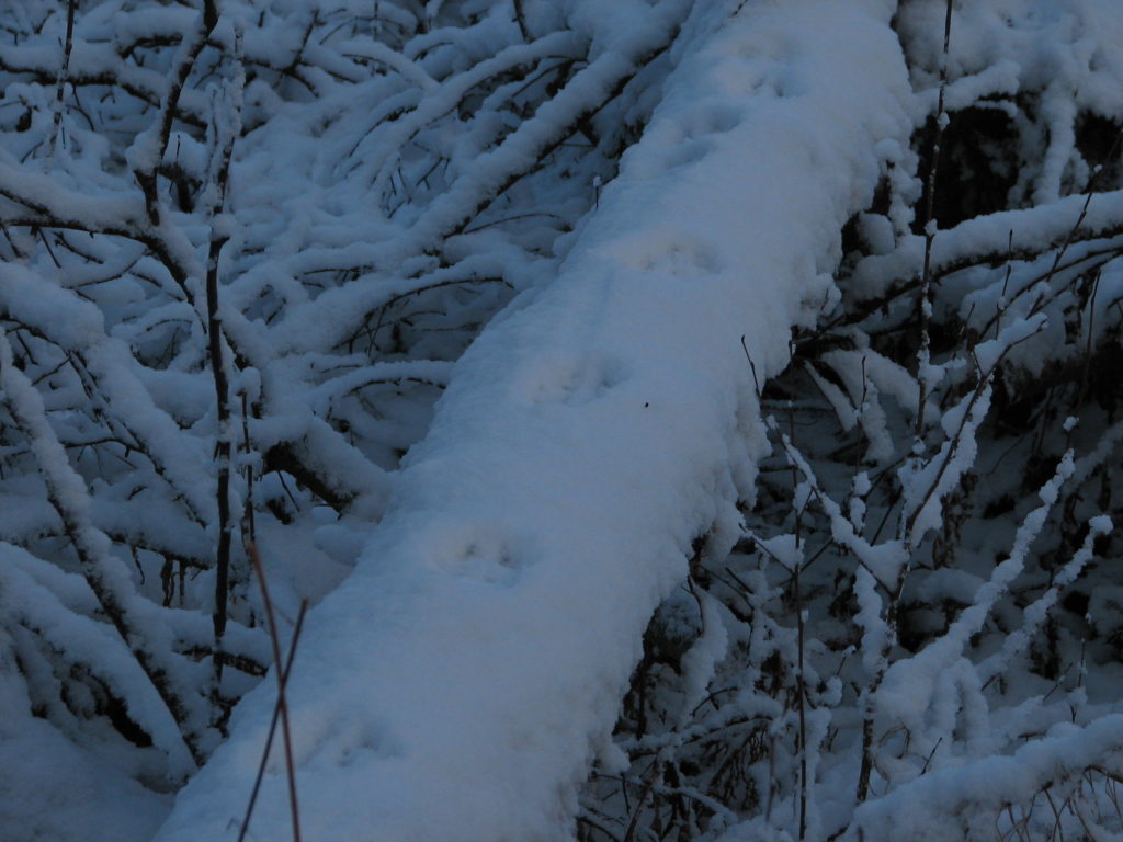 Jälkiä kaatuneella puunrungolla.