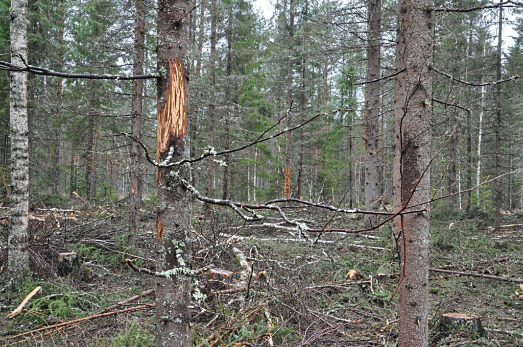 Rungossa näkyvät selvät puunkuoren syöntijäljet.