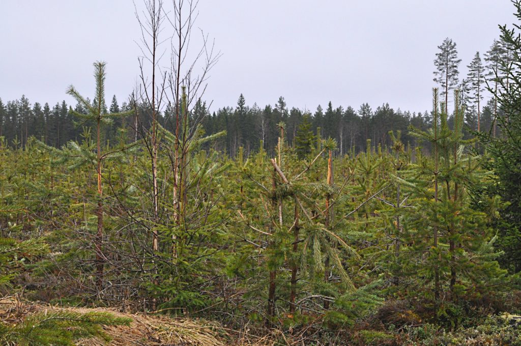 Katkennut männyntaimi, useista taimista on syöty kuorta.