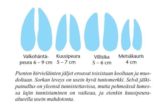 Pienten hirvieläinten ja villisian jäljet eroavat toisistaan kooltaan ja muodoltaan, mutta pehmeässä lumessa lajin tunnistaminen on vaikeaa.